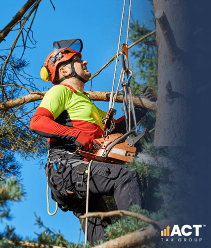 arborist cutting a tree